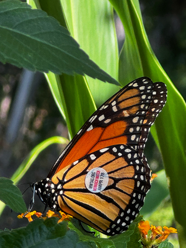 Monarch