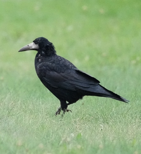 Rook