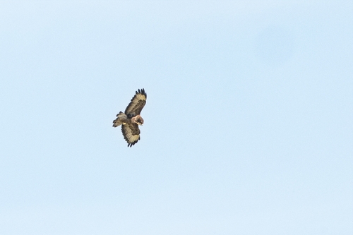 Common Buzzard