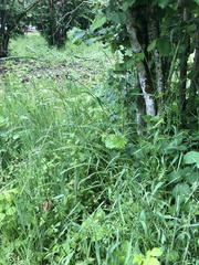 Elymus glaucus glaucus