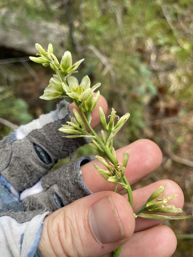 Anticlea elegans, photograph 4