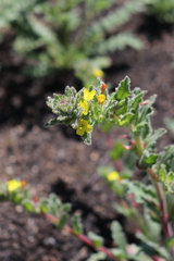 Camissoniopsis hirtella