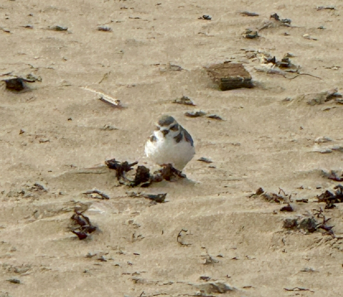 Snowy Plover