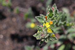Camissoniopsis hirtella