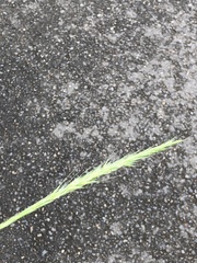 Elymus glaucus glaucus