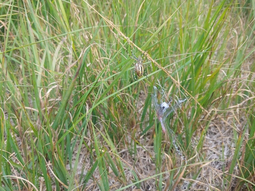 Wasp Spider