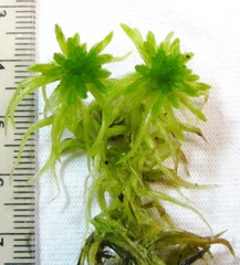 Sphagnum recurvum