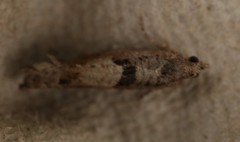 Pseudexentera maracana