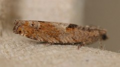 Pseudexentera maracana