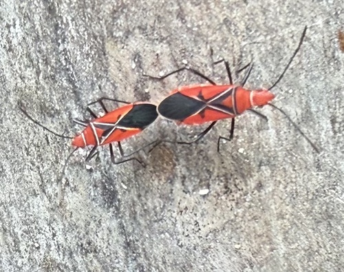 St. Andrew's Cotton Stainer
