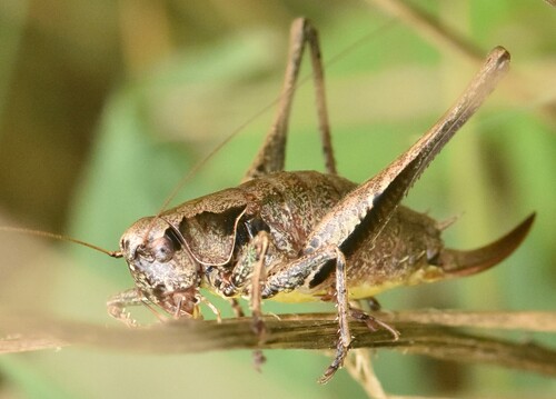 Dark Bush-cricket