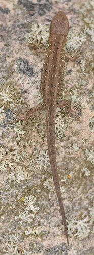 Sand Lizard