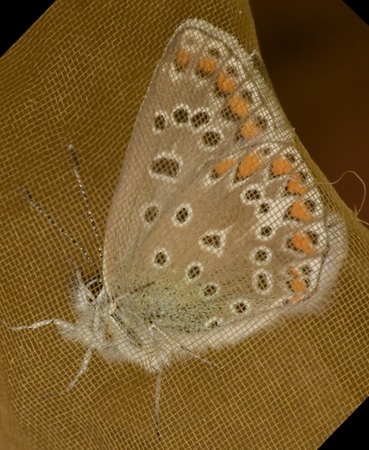 Common Blue