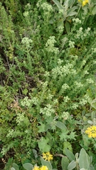 Origanum onites