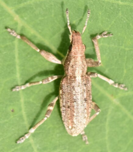 Charagmus griseus