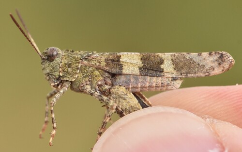 Blue-winged Grasshopper