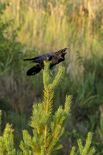 Common Raven