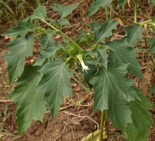jimsonweed