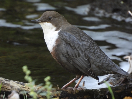 White-throated Dipper