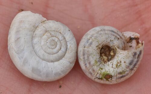Eastern Heath Snail