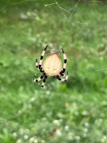 Shamrock Orbweaver