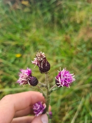 Cirsium palustre, photograph (c) Mitch Van Dyke, some rights reserved (CC BY)