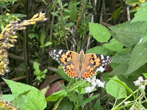 Painted Lady