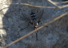 Microphthalma disjuncta