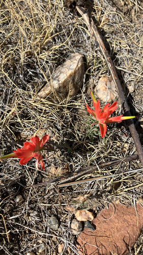 Castilleja integra, photograph 1