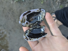 Unionoidea