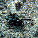 Costasiella formicaria - Photo (c) crawl_ray, μερικά δικαιώματα διατηρούνται (CC BY-NC), uploaded by crawl_ray