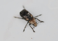 Euparius paganus