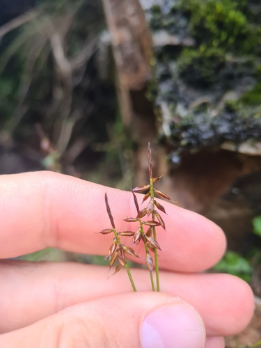 Carex pulicaris