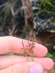 Carex pulicaris
