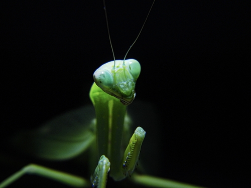 Transcaucasian Giant Mantis
