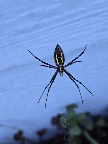 Banded Garden Spider