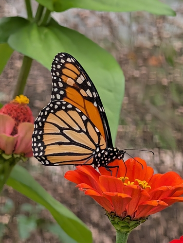 Monarch