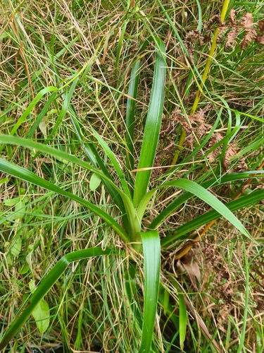 Luzula sylvatica, photograph 2
