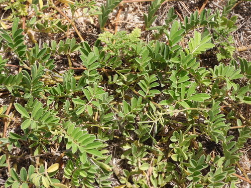 Tephrosia cinerea observed 2026-09-17