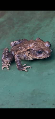 Spiny Toad