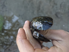 Unionoidea