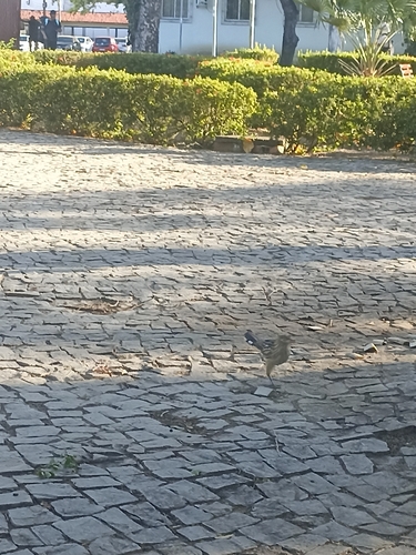 Guira Cuckoo