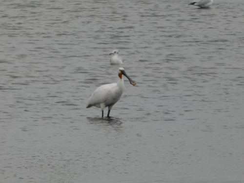 Eurasian Spoonbill