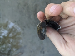 Unionoidea