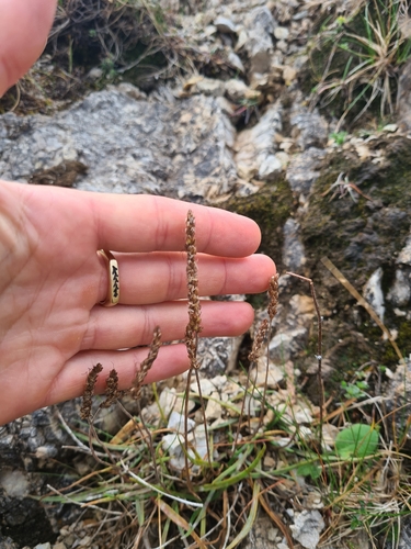 Plantago maritima, photograph 1