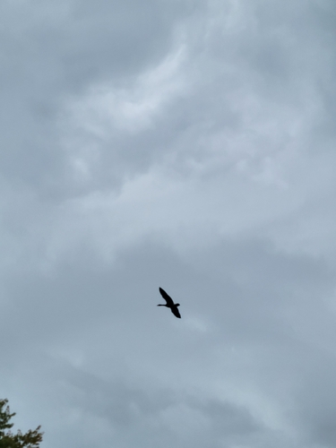Canada Goose