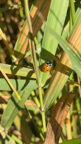 Seven-spotted Lady Beetle