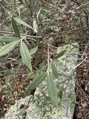 Quercus hypoleucoides