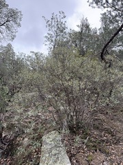 (c) Matt Berger, some rights reserved (CC BY) Quercus hypoleucoides, photograph (c) Matt Berger, some rights reserved (CC BY)