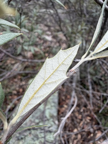 Quercus hypoleucoides, photograph 2